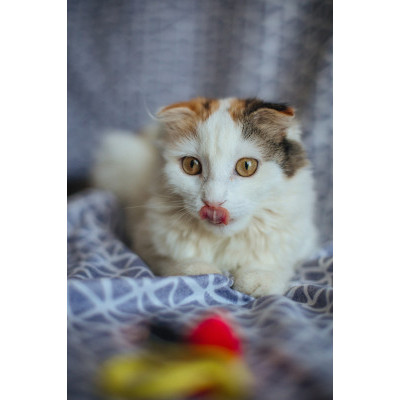 2 котенка