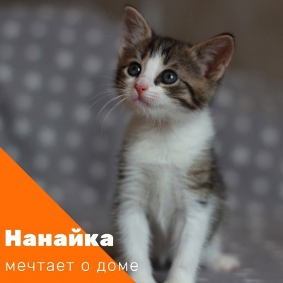 ПЕРЕДАЧА ПОДАРКОВ В ПРИЮТ "НАДЕЖДА" 26 августа