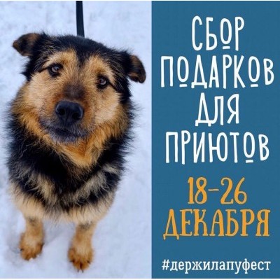Сбор подарков от фестиваля «Держи лапу!»