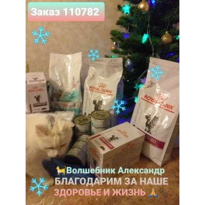 ПЕРЕДАЧА ПОДАРКОВ (13.12-.18.12) В Котопроект «Все оттенки кошачьего»