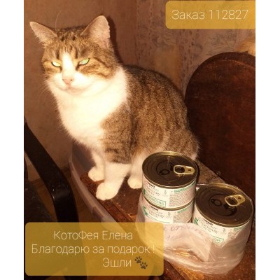ПЕРЕДАЧА ПОДАРКОВ (14-28.02) В Котопроект «Все оттенки кошачьего»