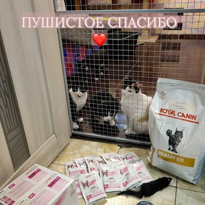 ПЕРЕДАЧА ПОДАРКОВ (30.05-11.06) В Группа помощи кисонькам "Поможем кисоньке!!!"