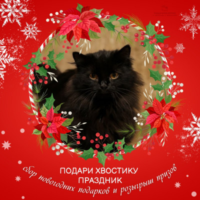 НОВОГОДНЕЕ ЧУДО: подарки в Приют "Добрый дом для кошек" 1 декабря - 8 января