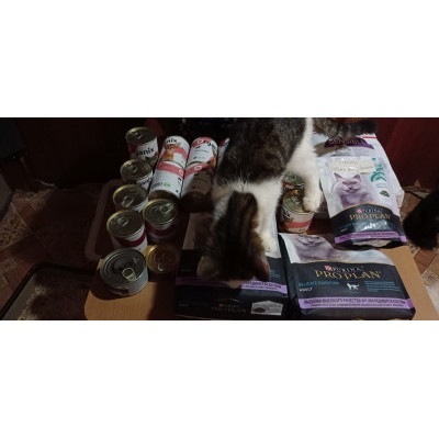 НОВОГОДНЕЕ ЧУДО: подарки в Приют "Добрый дом для кошек" 1 декабря - 8 января