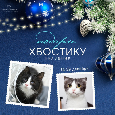 ПЕРЕДАЧА ПОДАРКОВ (09.01-22.01.2022) В Помощь бездомным кошкам "Маруся и хвостики"