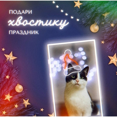 ДОБРО, ПОДАРКИ, НОВЫЙ ГОД! Отчет по новогодней акции, передача подарков в Группа помощи кисонькам "Поможем кисоньке!!!"