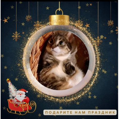 ДОБРО, ПОДАРКИ, НОВЫЙ ГОД! Отчет по новогодней акции, передача подарков в Кошкин Дом Саблино