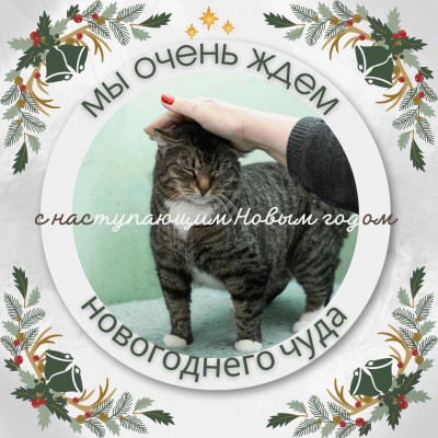 ДОБРО, ПОДАРКИ, НОВЫЙ ГОД! Отчет по новогодней акции, передача подарков в Мини-приют для кошек "Нас предали!" 