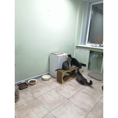 ДОБРО, ПОДАРКИ, НОВЫЙ ГОД! Отчет по новогодней акции, передача подарков в Мини-приют для кошек "Нас предали!" 