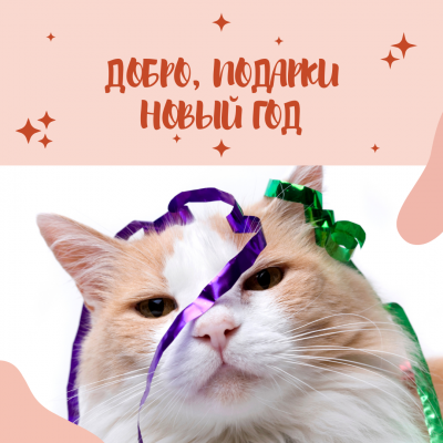ДОБРО, ПОДАРКИ, НОВЫЙ ГОД! Отчет по новогодней акции, передача подарков в Приют "Звездные кошки"