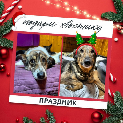 ДОБРО, ПОДАРКИ, НОВЫЙ ГОД! Отчет по новогодней акции, передача подарков в Приют "Особый друг"