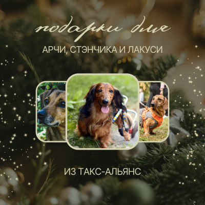ДОБРО, ПОДАРКИ, НОВЫЙ ГОД! Отчет по новогодней акции, передача подарков в Такс-Альянс СПБ