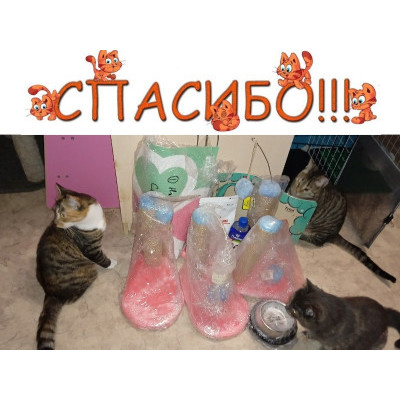 ПЕРЕДАЧА ПОДАРКОВ (16-22.08) В Мини-приют "Кто, если не мы?" (Волосово)