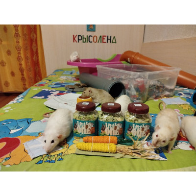 ПЕРЕДАЧА ПОДАРКОВ (11-17.04) В Акция по сбору подарков от клуба «Лапки помощи» | ИТМО