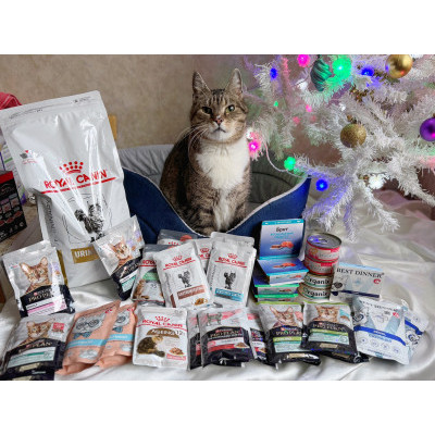 ПЕРЕДАЧА ПОДАРКОВ (29.12 - 12.01) В Котопроект «Все оттенки кошачьего» 