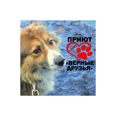 Приют для животных "Верные друзья" (Олонец)