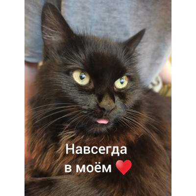 Группа помощи животным "Право Жить"