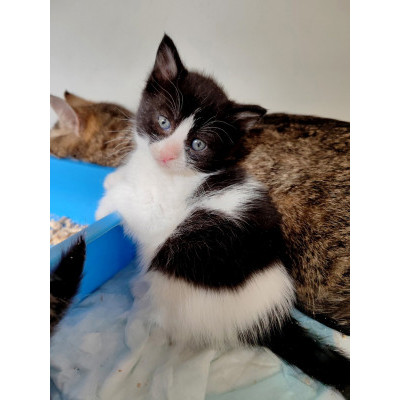 Котенок