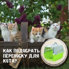 Как выбрать достойную переноску на долгие годы?