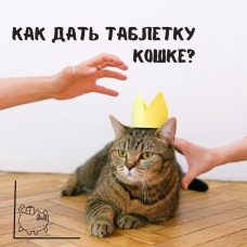 Как дать кошке таблетку