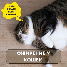 Ожирение у кошек