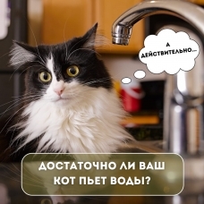 Мой кот мало пьет - что делать?