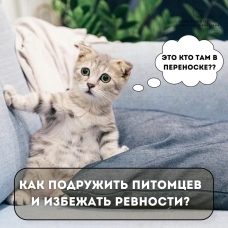 Как подружить питомцев и избежать ревности?