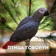 Птица говорун