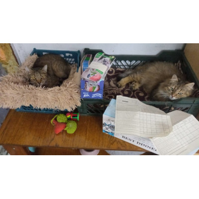 ПЕРЕДАЧА ПОДАРКОВ (07-13.02.) В Группа помощи Streetcats911
