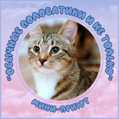 Мини-приют "Обычные полосатики и не только" Мини-приют "Обычные полосатики и не только"