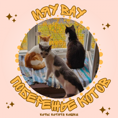 Группа помощи Мяу Вау/ Побережье котов/ Коты Котята Кошки Группа помощи Мяу Вау/ Побережье котов/ Коты Котята Кошки